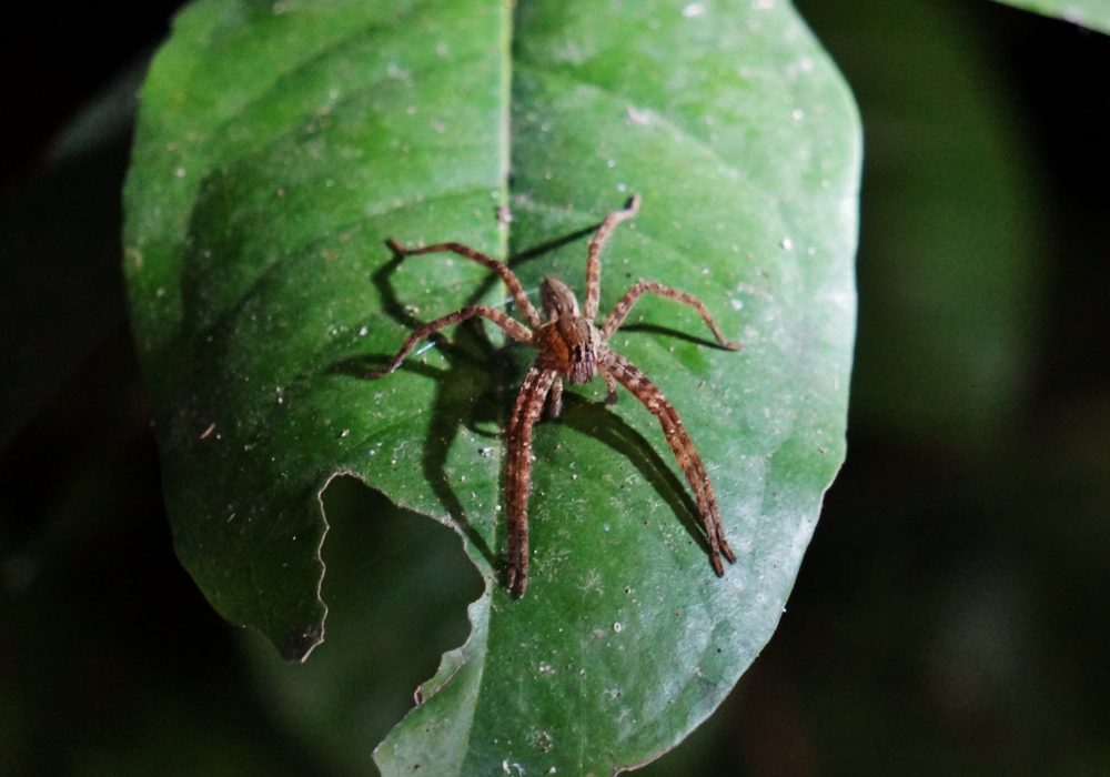 Araignée - Bahia drake - Corcovado - Costa Rica