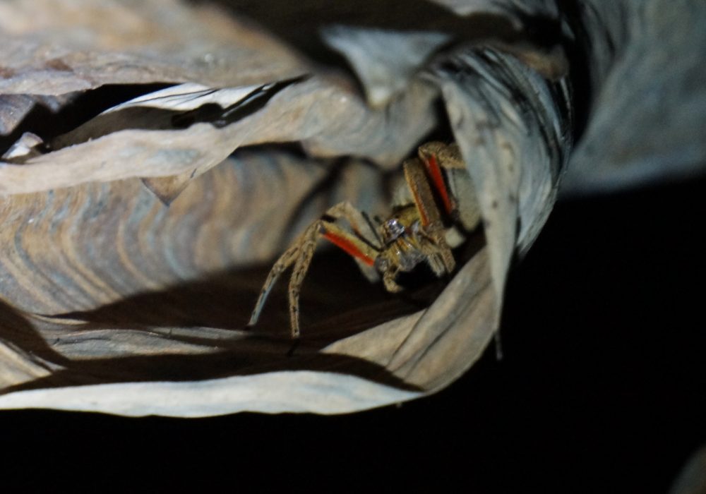 Araignée - Bahia drake - Corcovado - Costa Rica