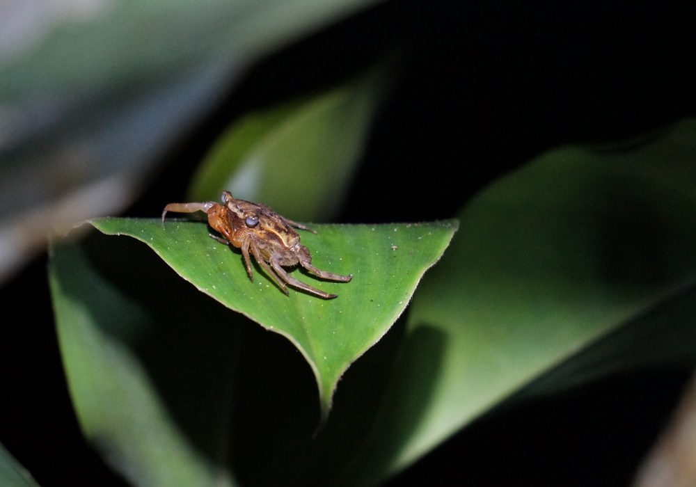 Crabe nocturne - Bahia drake - Corcovado - Costa Rica