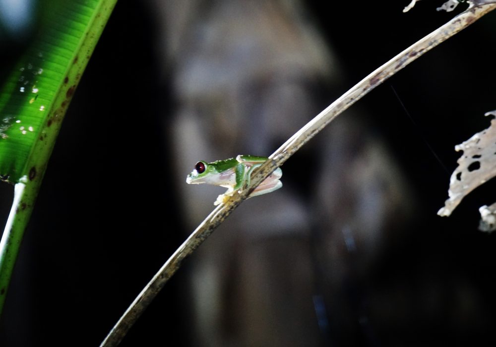 Grenouille verte aux yeux rouges - Bahia drake - Corcovado - Costa Rica