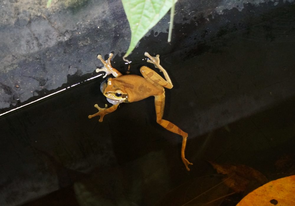 Grenouille - Bahia drake - Corcovado - Costa Rica