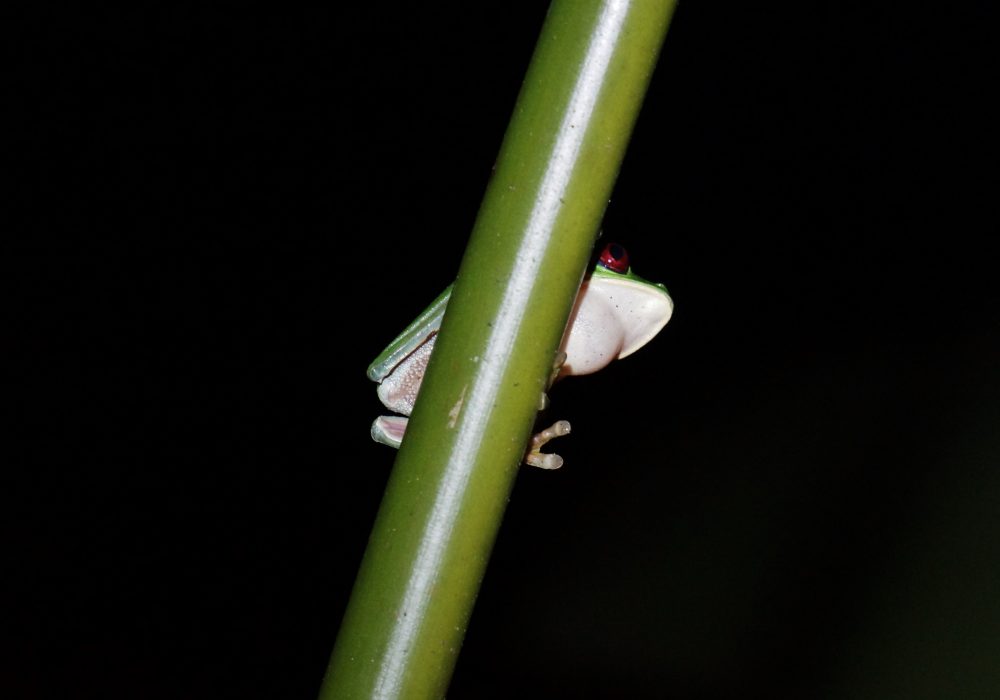 Grenouille verte aux yeux rouges - Bahia drake - Corcovado - Costa Rica