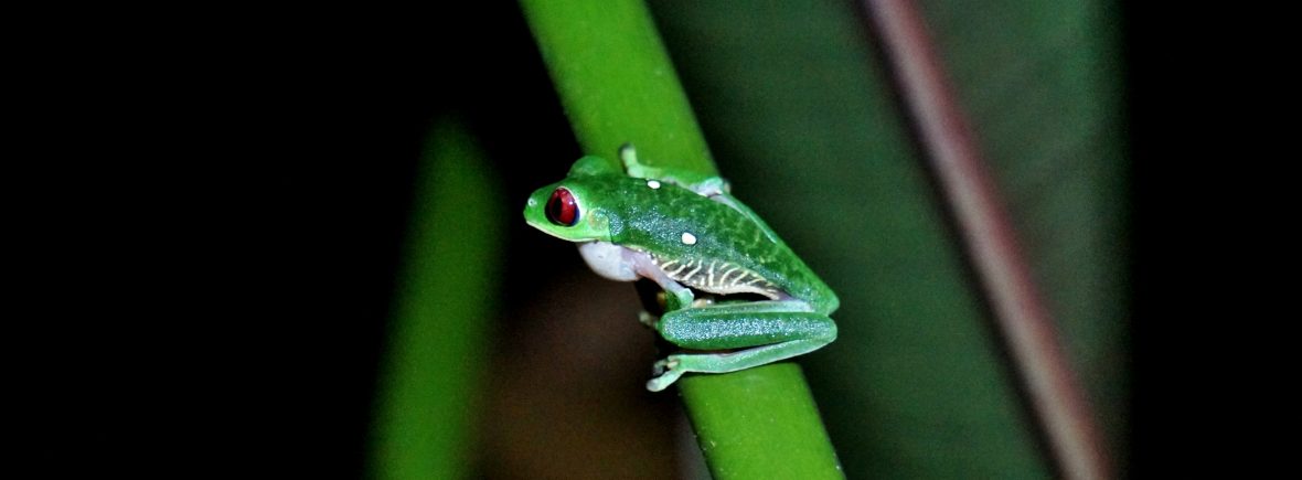 grenouille costa rica corcovado bahia drake