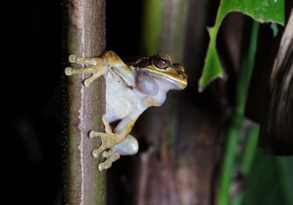 Grenouille - Bahia drake - Corcovado - Costa Rica