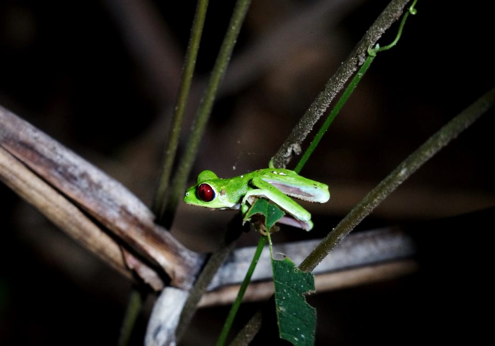 Grenouille verte aux yeux rouges - Bahia drake - Corcovado - Costa Rica