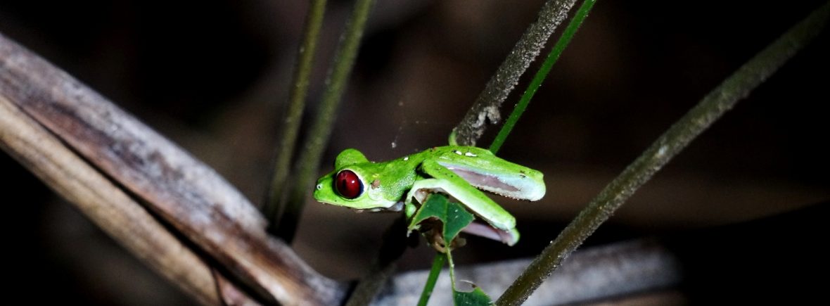 grenouille costa rica corcovado bahia drake