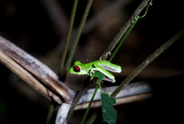 grenouille costa rica corcovado bahia drake