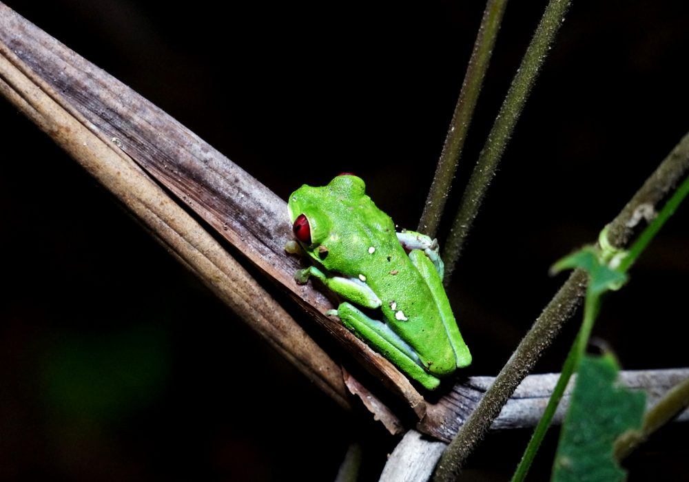 Grenouille verte aux yeux rouges - Bahia drake - Corcovado - Costa Rica