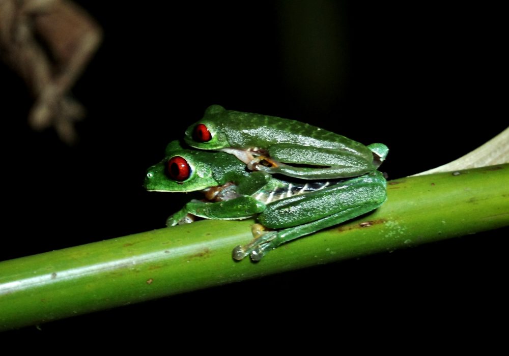 Grenouilles vertes aux yeux rouges - Bahia drake - Corcovado - Costa Rica
