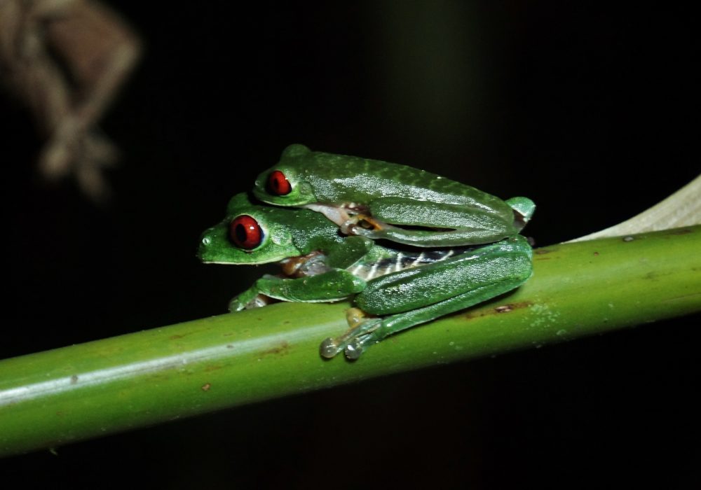 Grenouilles vertes aux yeux rouges - Costa rica