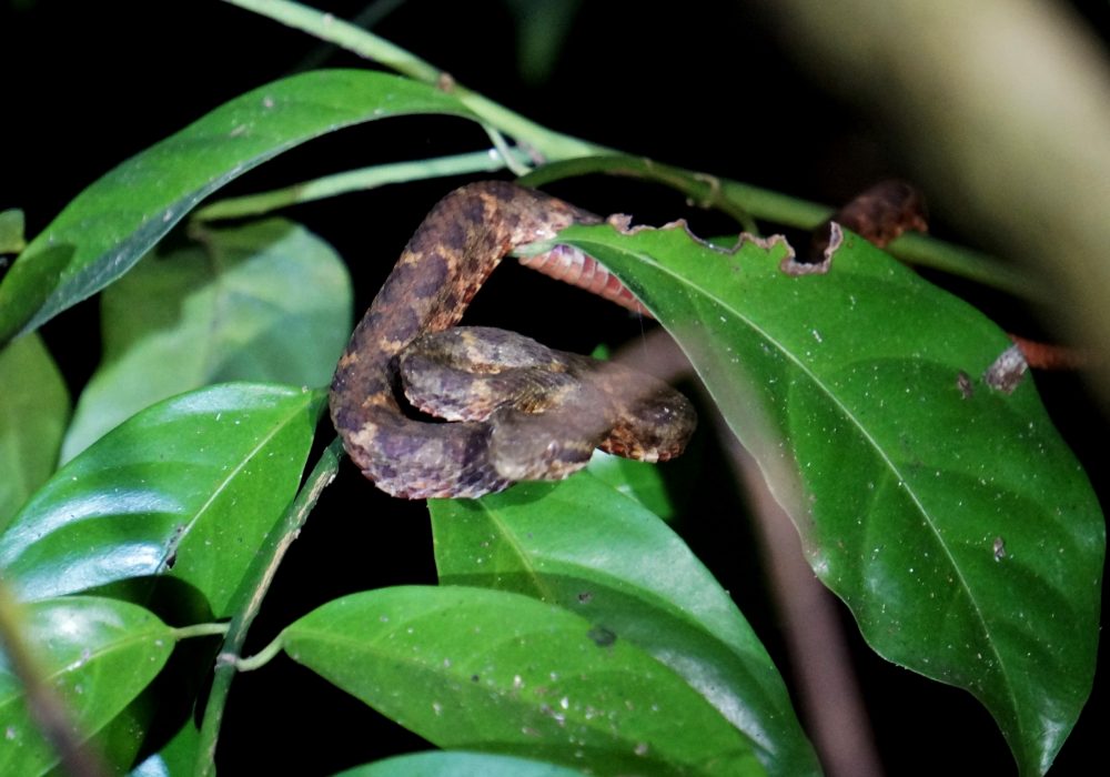 Serpent fer de lance - Bahia drake - Corcovado - Costa Rica