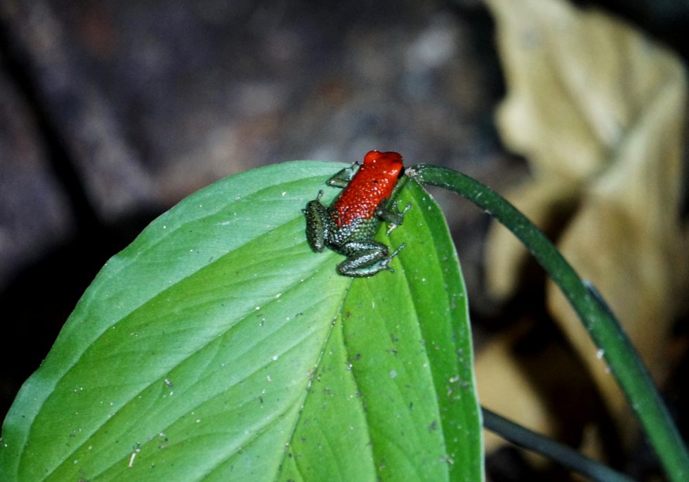 Grenouille venimeuse - Bahia drake - Corcovado - Costa Rica