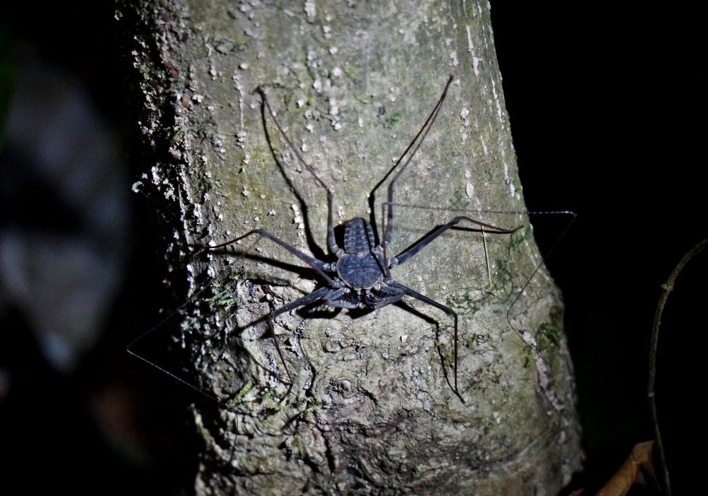 Araignée scorpion - Bahia drake - Corcovado - Costa Rica