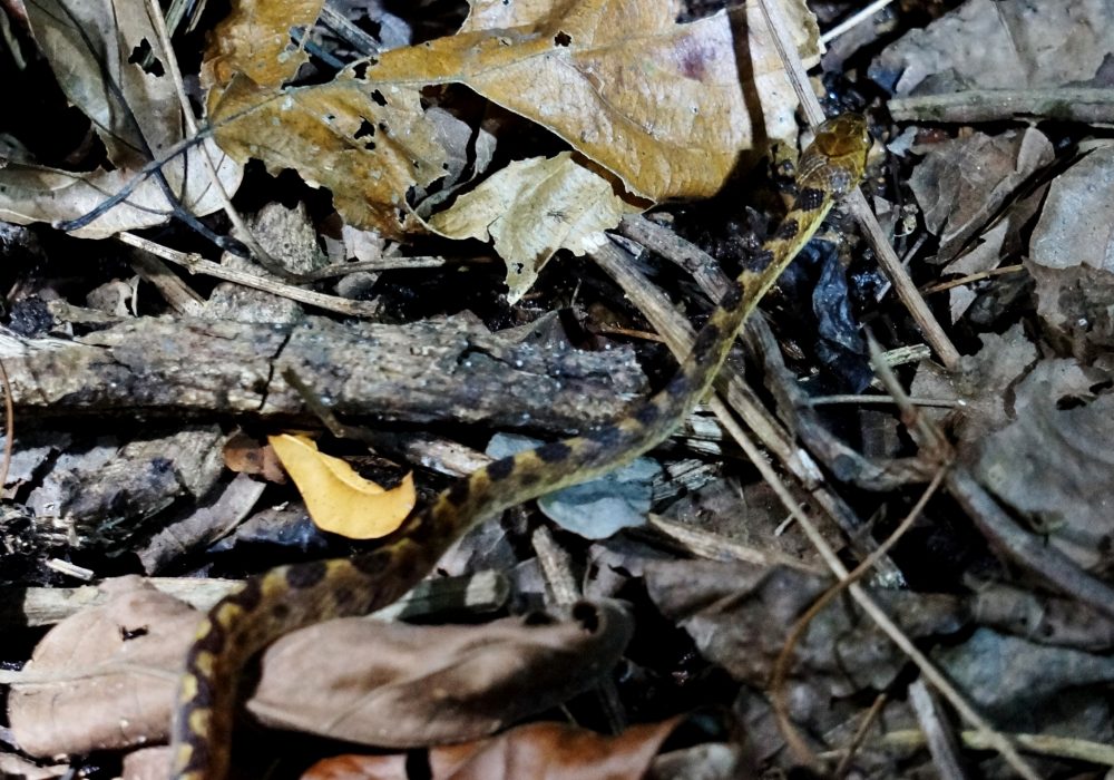 Serpent - Bahia drake - Corcovado - Costa Rica