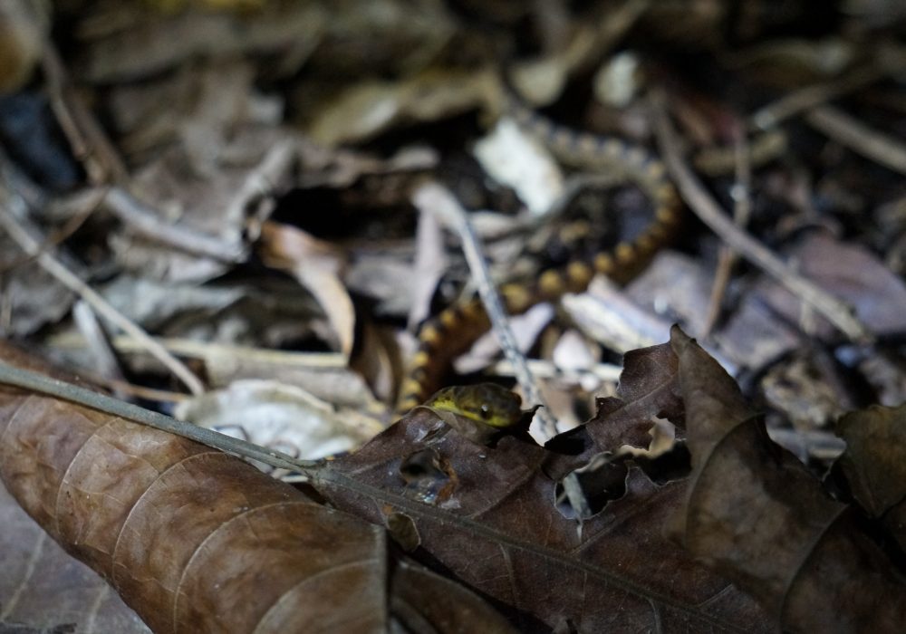 Serpent - Bahia drake - Corcovado - Costa Rica
