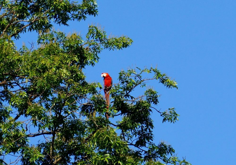 Arras rouge - Bahia Drake - Corcovado - Costa rica