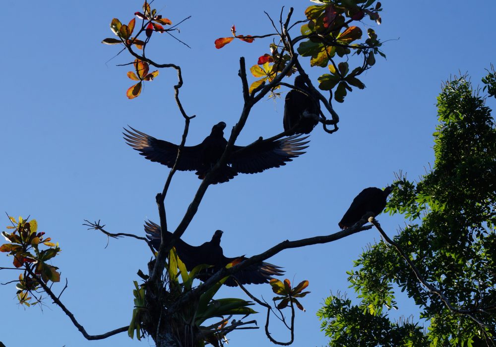 Vautour noir -  Bahia Drake - péninsule d'Osa - Corcovado - Costa Rica