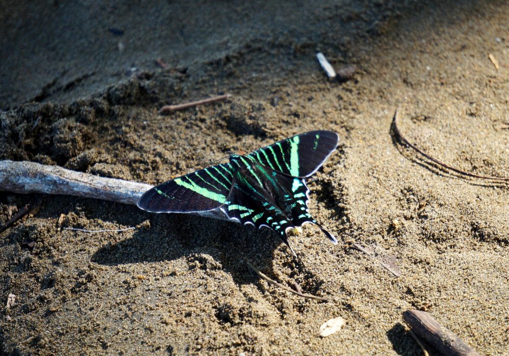 Papillon - Bahia Drake - péninsule d'Osa - Corcovado - Costa Rica