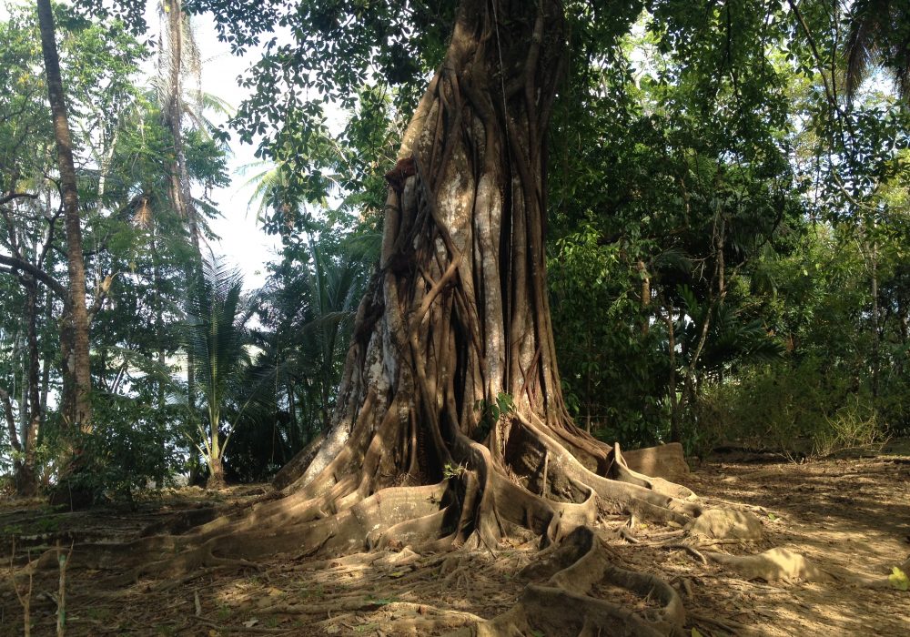 Arbre - Bahia Drake - péninsule d'Osa - Corcovado - Costa Rica