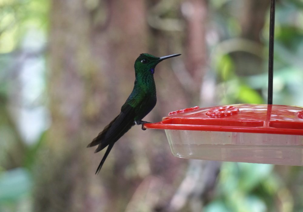 colibris - réserve de monteverde - costa rica