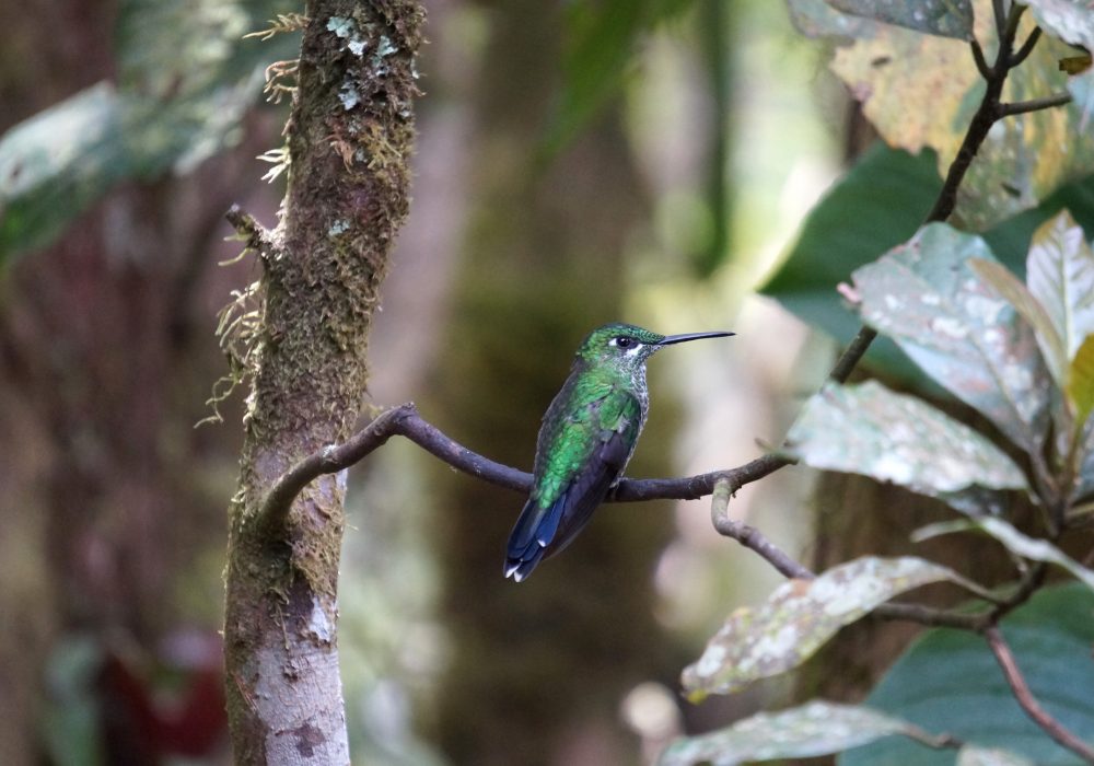 colibris - réserve de monteverde - costa rica