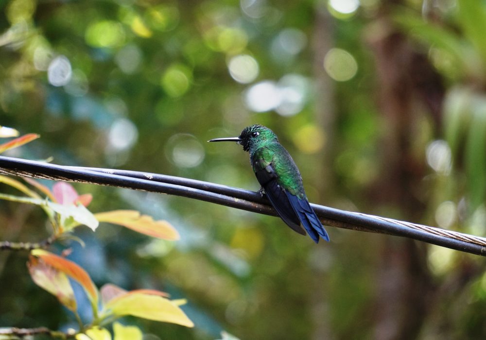 colibris - réserve de monteverde - costa rica