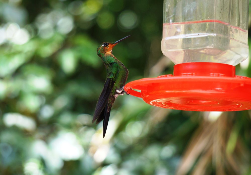 Colibris - réserve de Monteverde - Costa rica