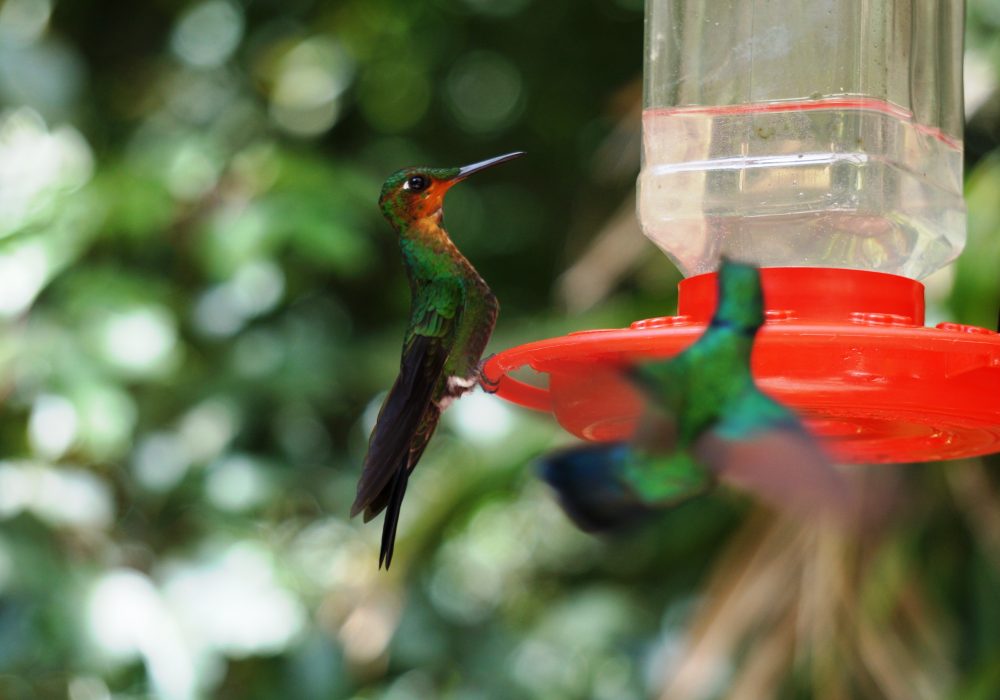 colibris - réserve de monteverde - costa rica