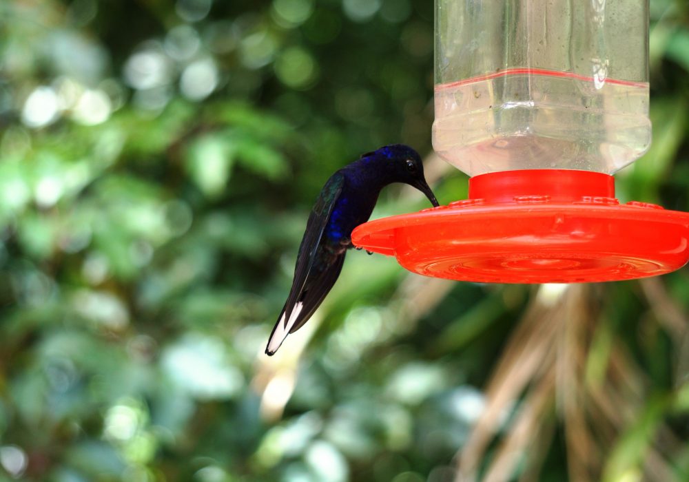 colibris - réserve de monteverde - costa rica