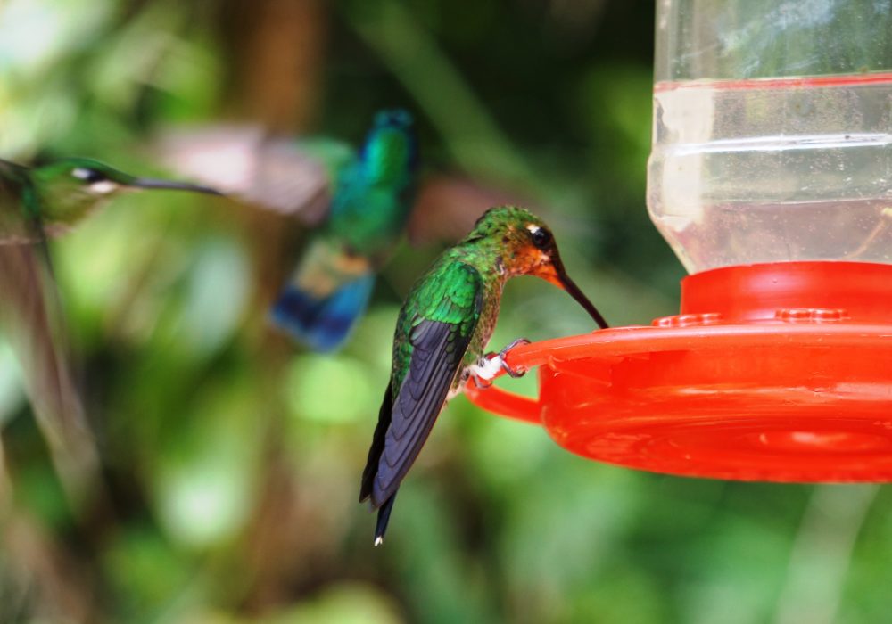 colibris - réserve de monteverde - costa rica