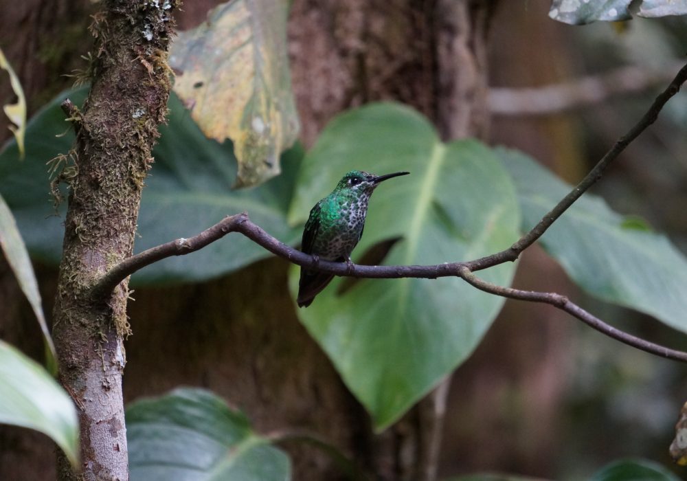 colibris - réserve de monteverde - costa rica