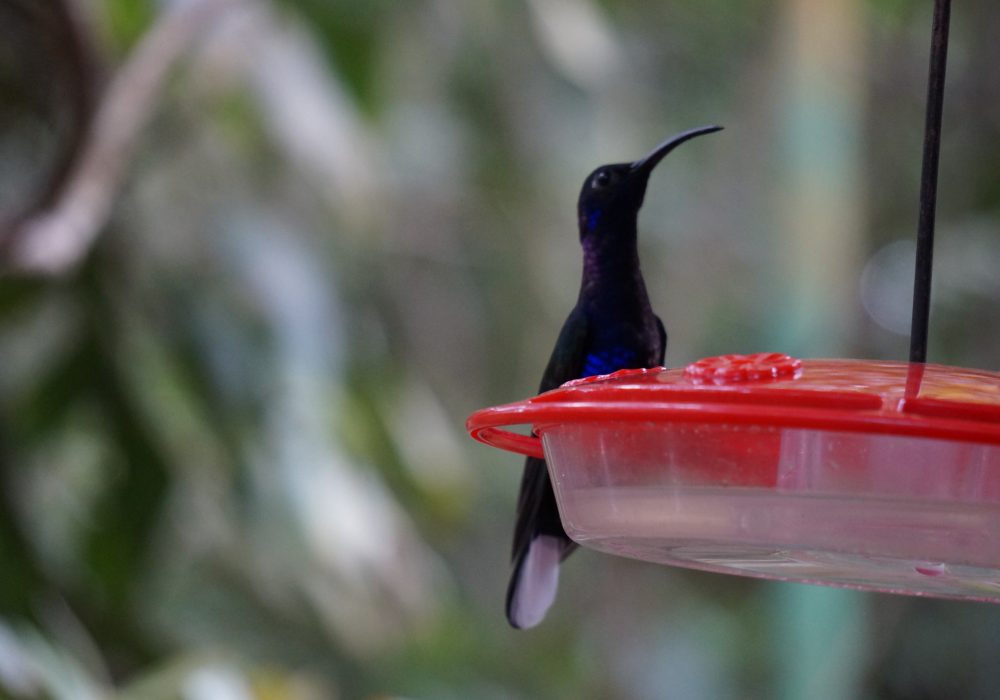 colibris - réserve de monteverde - costa rica