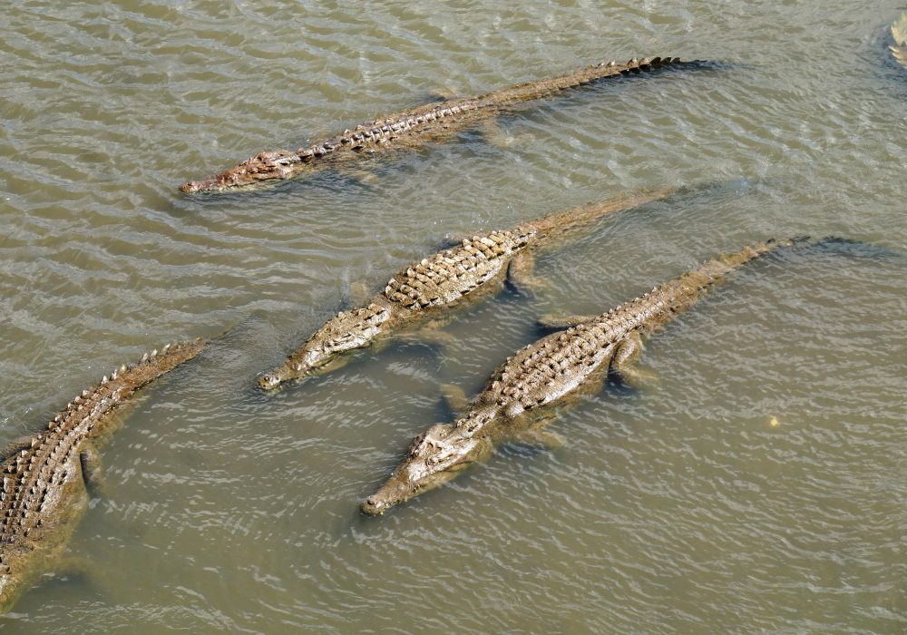 Crocodiles - Pont Tarcolès - Costa rica