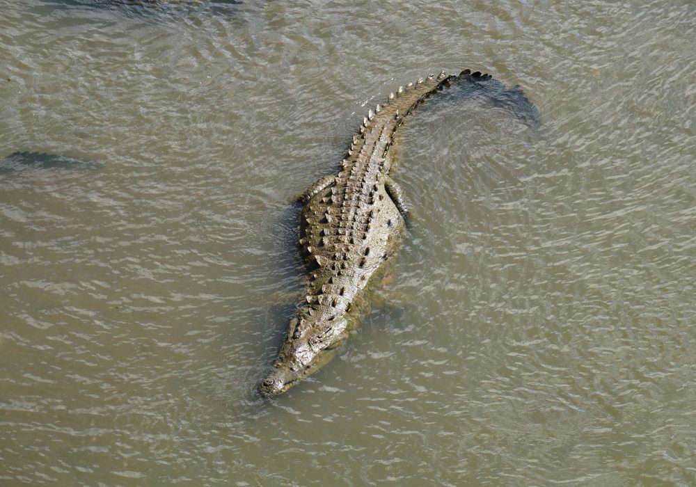 Crocodile - Pont de Tarcoles - Costa rica