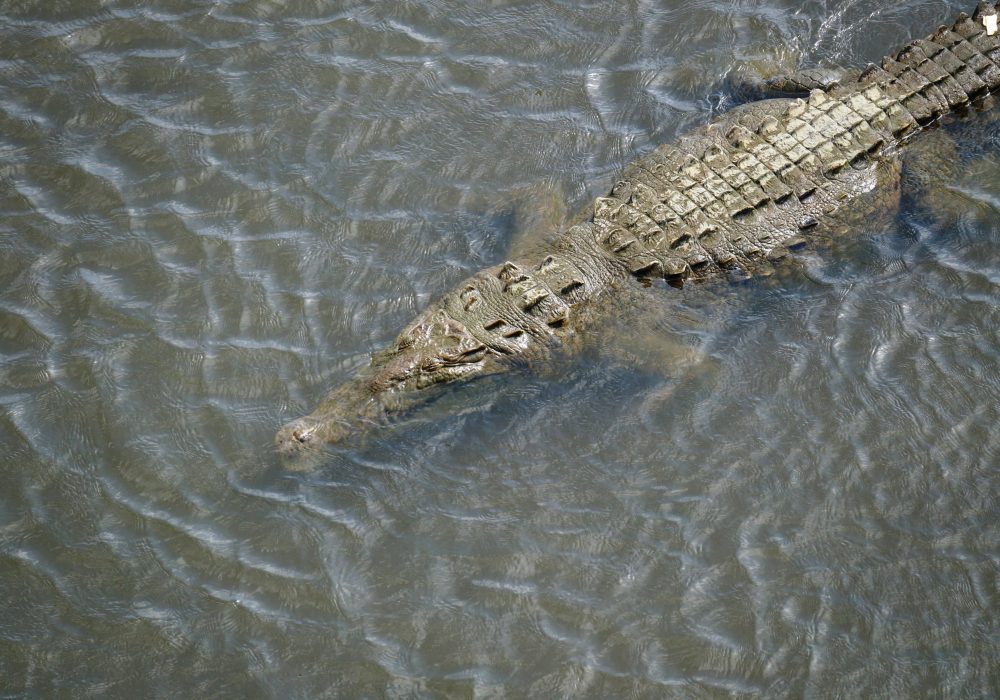 Crocodile - Pont de Tarcoles - Costa rica