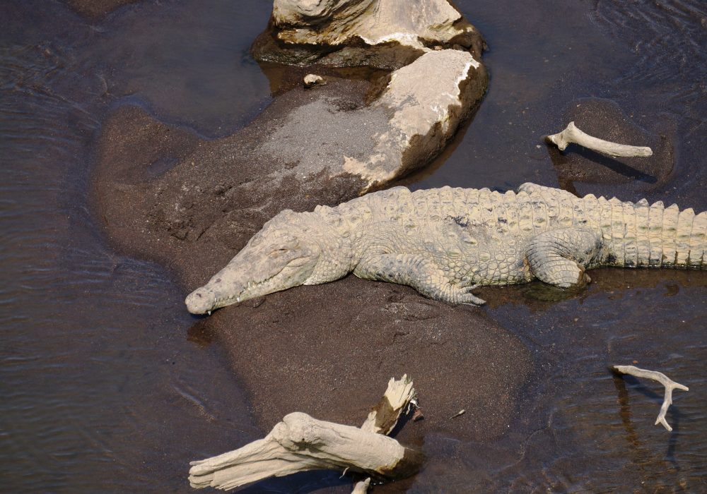 Crocodile séchant au soleil - Pont de Tarcoles - Costa rica