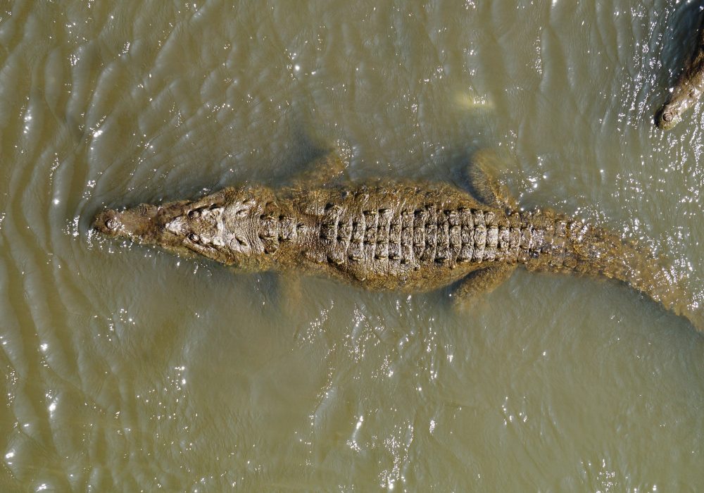 Crocodile - Pont de Tarcoles - Costa rica