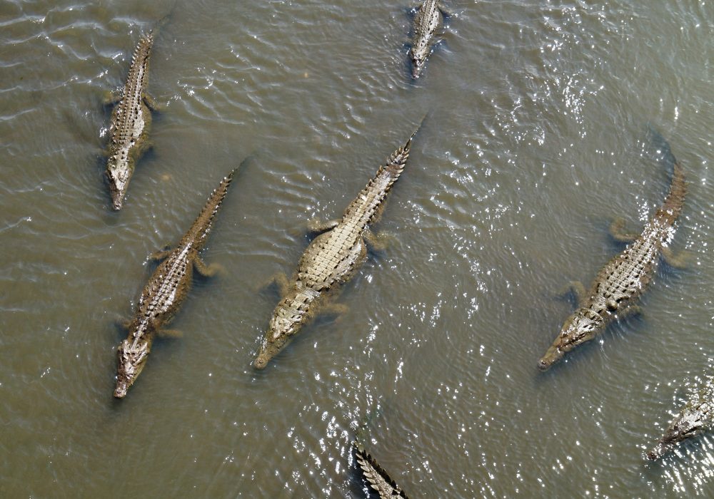 Crocodiles - Pont de Tarcoles - Costa rica