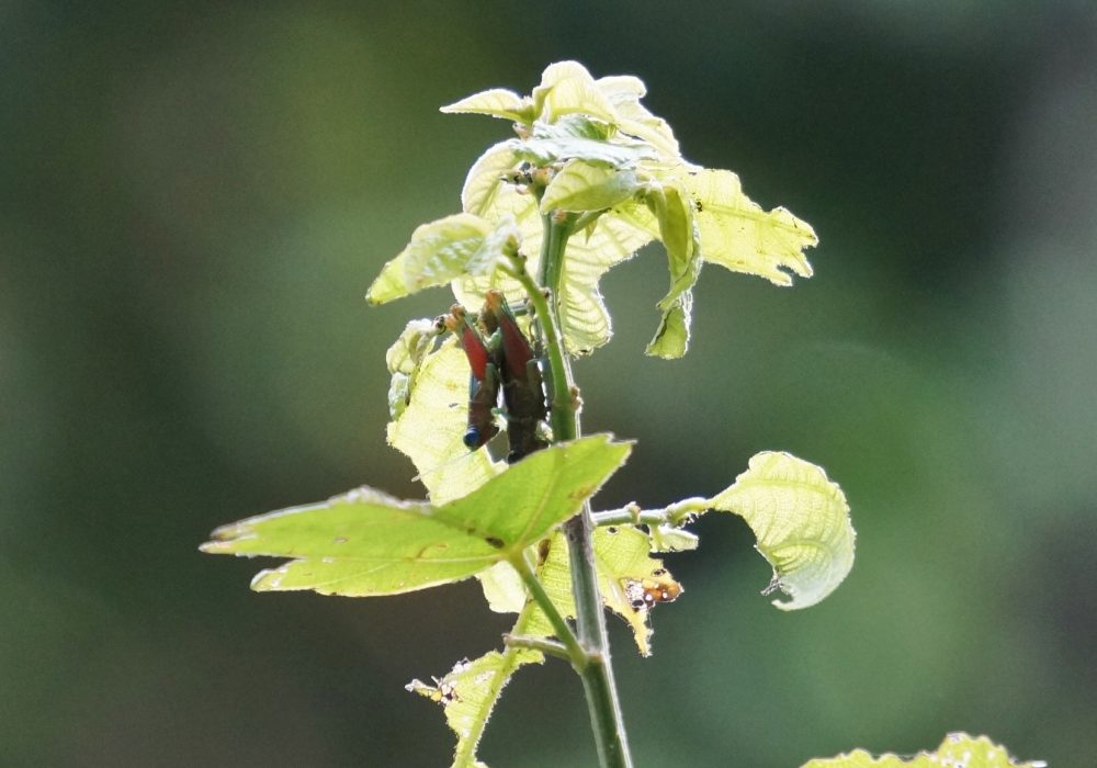 Insecte - Parc national Manuel Antonio - costa rica