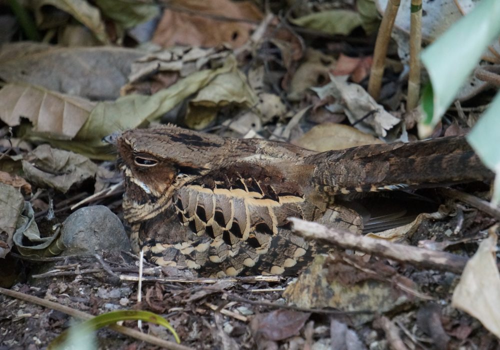 Tocro tacheté - Parc national Manuel Antonio - Costa rica