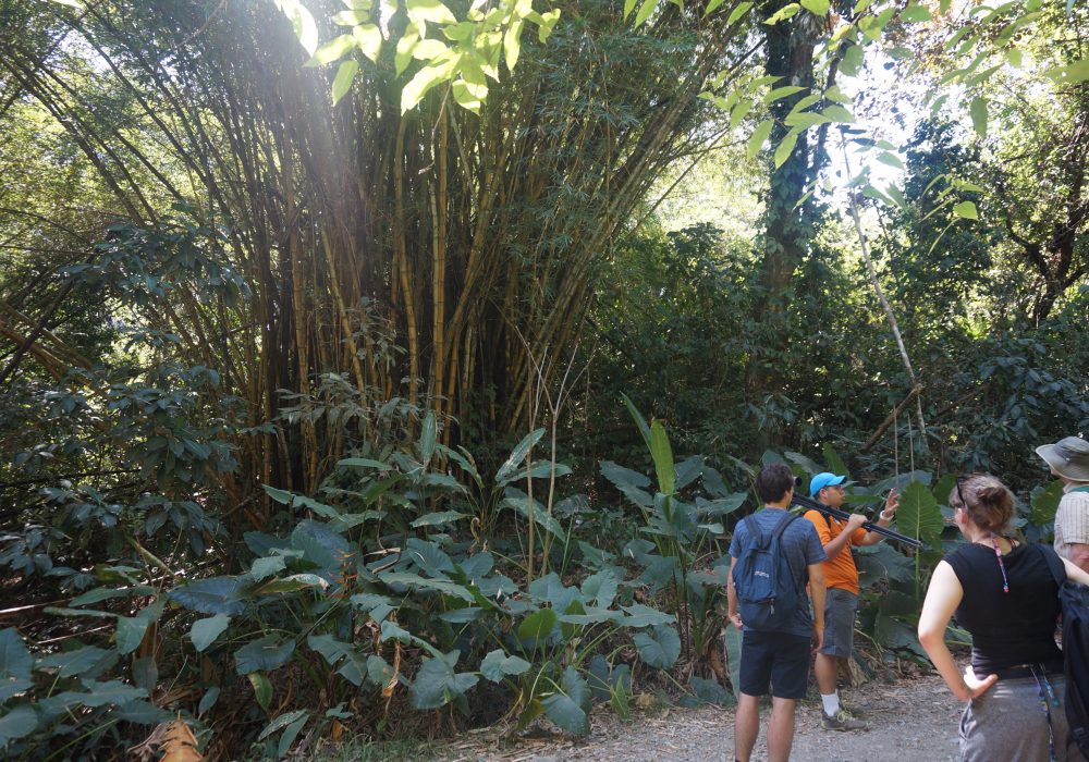 Bambou - Parc national Manuel Antonio - costa rica