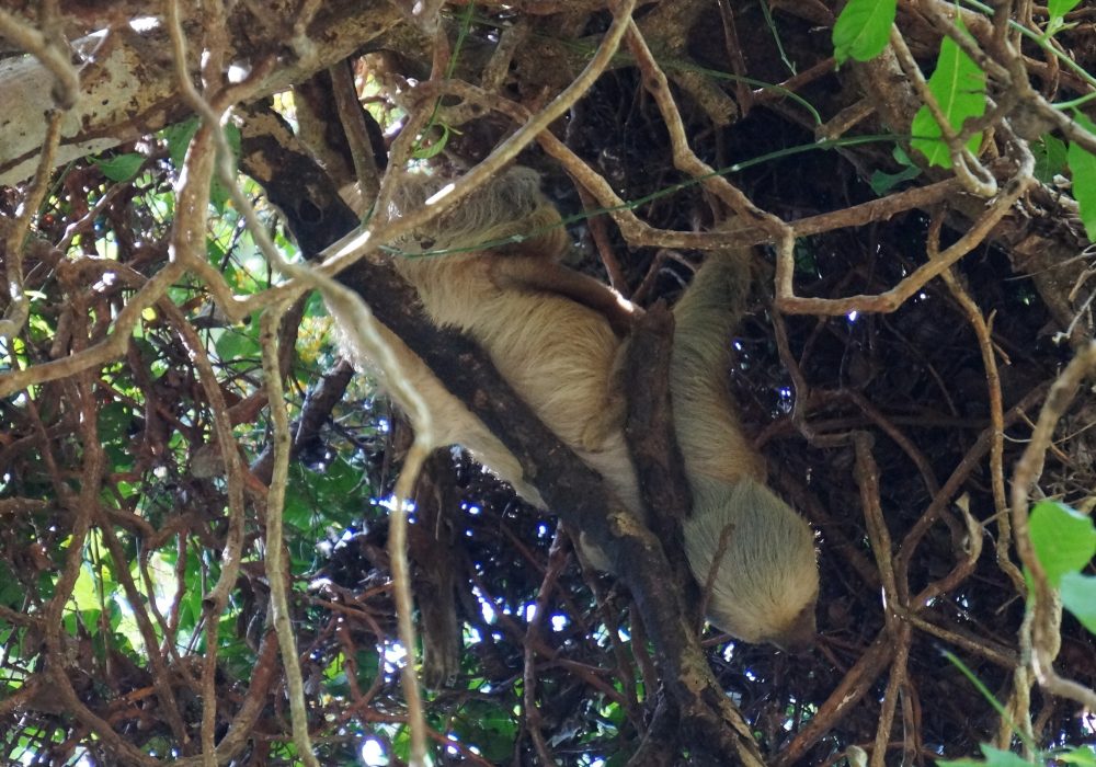 Paresseux - Parc national Manuel Antonio - Costa rica