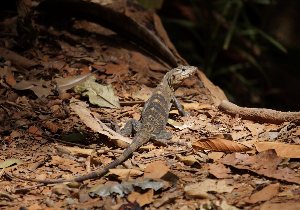 Lézard - Parc national Manuel Antonio - costa rica