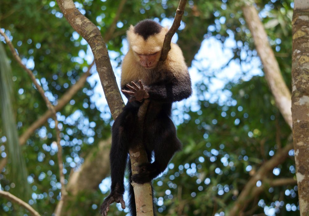 Singe capucin - parc national Manuel Antonio - Costa rica