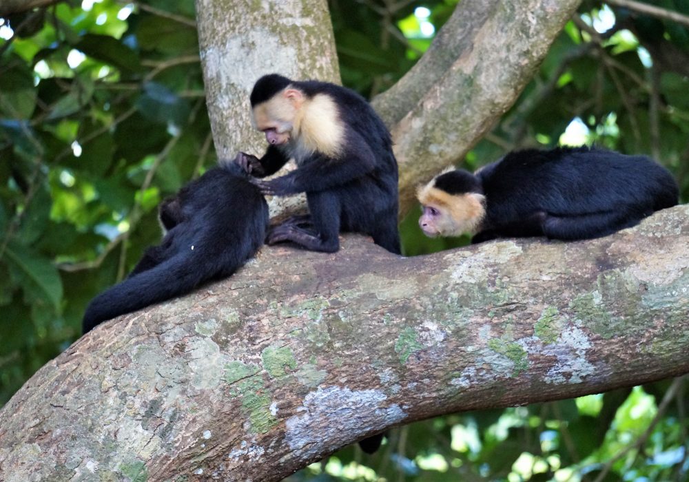 Singe capucin - parc Manuel Antonio - costa rica