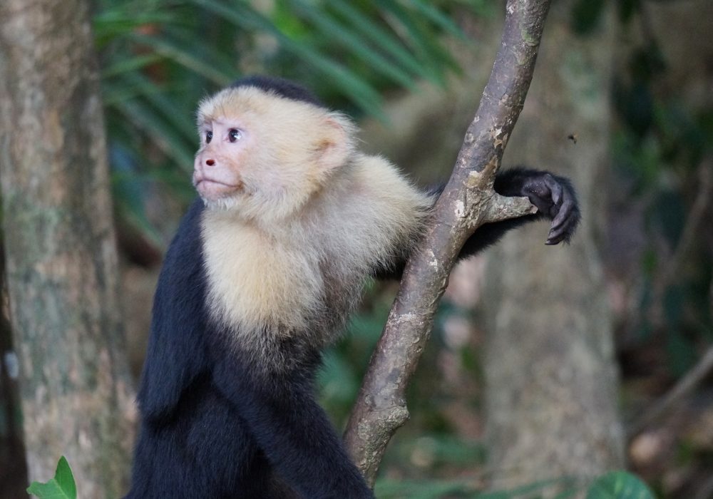 Singe capucin - parc national Manuel Antonio - Costa rica