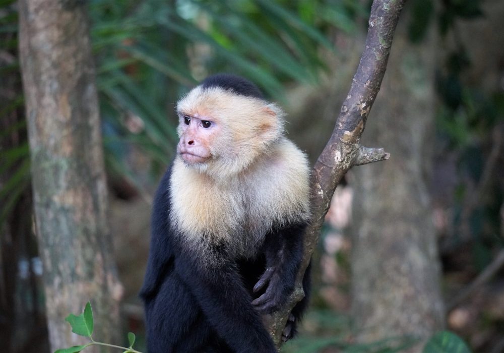 Singe capucin - parc Manuel Antonio - costa rica