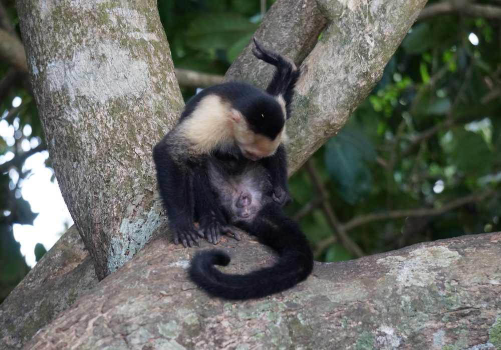 Singe capucin - parc Manuel Antonio - costa rica