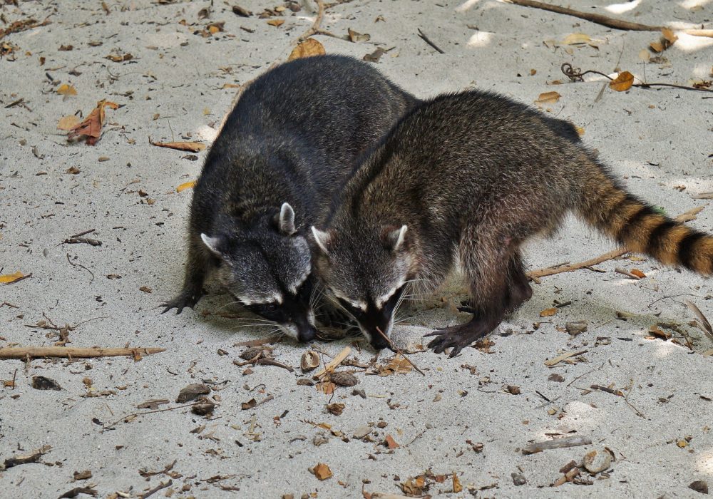 Ratons laveurs - parc national Manuel Antonio - Costa rica