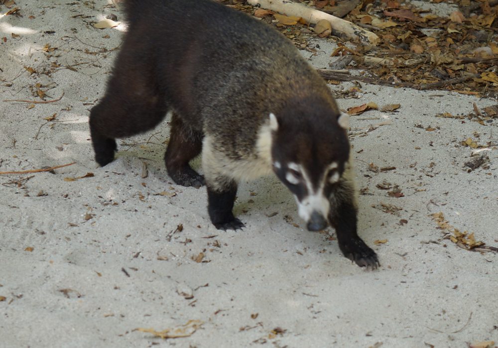 Coati - parc Manuel Antonio - costa rica